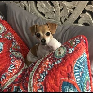 Meet your Posher, Dixie